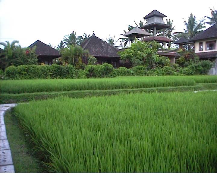 Bali0092.jpg